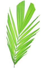 Wall Mural - Tropical green leaf of palm tree on transparent background (png file).