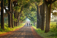 Schoolchildren Ride Bicycles To School On A Road With Two Rows Of Ancient Pine Trees For Nearly 100 Years In Pleiku Town, Gia Lai Province, Vietnam One Morning. This Is A Street Visited By Many Touris
