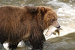 Close up of a grizzly bear with a freshly caught Pink Salmon in its mouth