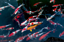 Colorful Japanese Fancy Carps Are Known As Koi Swimming Under The Clear Water, In A Lake

