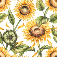 Watercolor Pattern With Sunflowers On A White Background