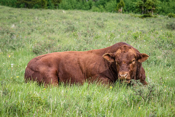 Wall Mural - A red Angus bull resting in Cypress Hills Interprovincial Park, Saskatchewan