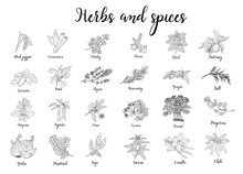 Herbs And Spices Hand Drawn Illustration Isolated. Hand Drawn Food Sketch. Aromatic Plants. Card Design. Sketch Style. Spice And Herbs Black And White Design. Transparent Background. PNG. Stickers.