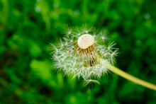 Blown Dandelion Flower On A Blurred Green Background. Seed Head Seed Dispersal Of Taraxacum Officinale For Publication, Design, Poster, Calendar, Post, Screensaver, Wallpaper, Postcard, Cover