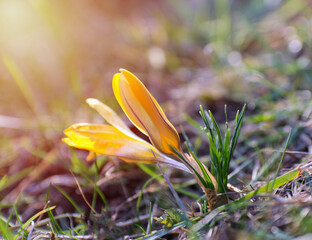 Wall Mural - Crocus vernus flower growing in grass. Early spring plant close up background