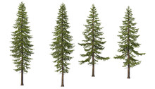 A Variety Of Coniferous Trees On A Transparent Background.
