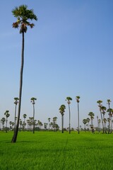 Wall Mural - Views of tall palm trees abound in the green fields. at Sam Khok District Pathum Thani Province, Thailand. Taken on 2 Feb 2023.