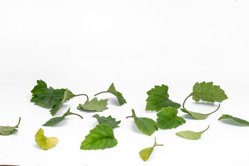 Patchouli leaf oil ingredient on white background isolated