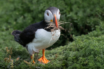 Aufkleber - A close up of an atlantic puffin. Its beak is full of dried grass it needs for making a nest.