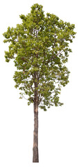 PNG tree with removed original background for easy to drag and drop in new project	