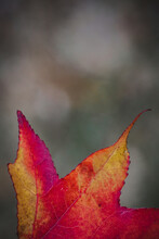 Close Up Of A Vibrant Fall Leaf