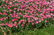 © Cavan Images - Pink color tulip flowers bloom