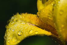 Yellow Iris Close Up With Water Droplets