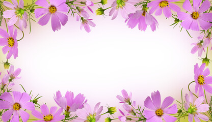 Wall Mural - pink cosmos flowers in a floral frame on white or transparent background
