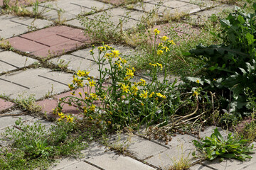 Canvas Print - Background old cracked paving slabs with green grass between the tiles. Background of abandonment and decay of the urban structure. Old abandoned road surface