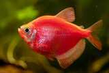 Fototapeta  - kolorowa egzotyczna rybka w akwarium w zbliżeniu