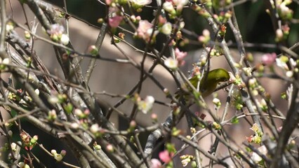 Poster - white eye in a forest