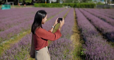 Wall Mural - Woman take photo on cellphone in Chinese Mesona flower field in Taoyuan Yangmei District