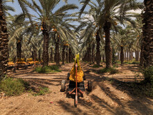 Clusters Of Fresh Picked Dates Hanging On A Rig In A Date Palm Tree Plantation

