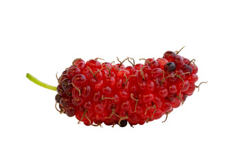 Wall Mural - One organic Mulberry fruit with isolated on transparent background png