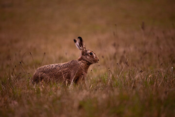 Rabbit in the grass