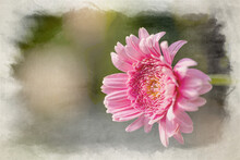 Watercolour Digital Painting Of A Pink Sunlit Barberton Daisy With A Shallow Depth Of Field.