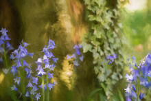 Digital Painting Of Brightly Colored Sunlit Purple Bluebell Flowers Against A Natural Background.