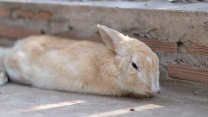 Sticker - rabbit sleep on ground, bunny pet, holland lop
