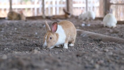 Sticker - rabbit sleep on ground, bunny pet, holland lop
