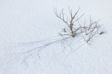 Shadows Of The Branches Of A Gooseberry Bush On The Snow From The Spring Sun