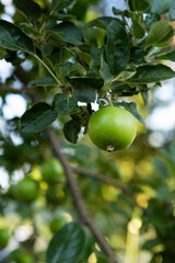 Poster - One green apple fruit on branch in garden