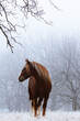 Beautiful Red Soviet heavy draft stallion stand in forest fog. Front view
