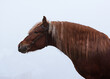 Portrait of a red Russian heavy draft horse with a beautifully elongated neck in forest fog