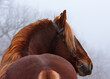 Portrait of a red Soviet heavy draft horse. Back view