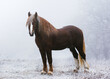 Beautiful Red Soviet heavy draft stallion stand in forest fog