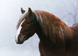 Portrait of a red Russian heavy draft horse