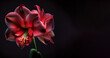 dark pink Amaryllis flower in black background generative ai