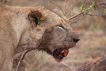 A Female Lion Mauling A Water Buffalo In The Wild. After Hunting And Eating On Safari. Lions In A Frenzy. Lioness Or Mother Lion Kenya Africa, National Park
