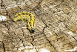 Fototapeta  - Bright yellow poisonous caterpillar on an old stump, selective focus, copy space.