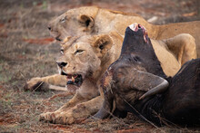 Female Lion Pride Mauling A Water Buffalo In The Wild. After Hunting And Feeding On Safari. Lions In A Frenzy. Kenya Africa, National Park