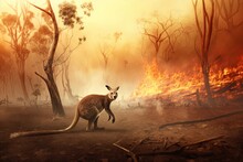 Australian Bushfires Causing Devastating Damage To Native Wildlife. Conceptual Protect The Animals, As Well As Raising Awareness Of Global Warming, And The Effects Of Climate Change.