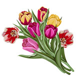 Fototapeta Tulipany - Tulips flowers bouquet, vector hand drawn illustration of blooming tulips imitating watercolor drawing, vector isolated on white background. Tulips for posters, greeting cards and party invitations.