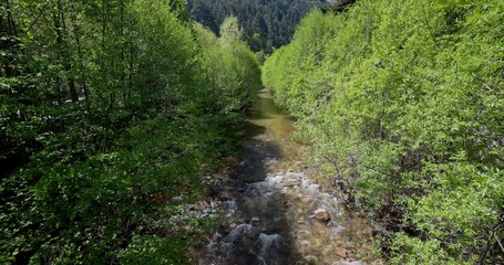 Poster - Stream flowing in a mountain forest in beautiful spring day, Bulgaria mountain, 4k video