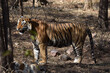 A protected rare wild Royal Bengal Tiger in the jungle of North India
