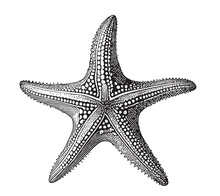 Starfish Hand Drawn Sketch Illustration Sea Animals