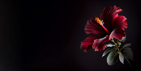 Wall Mural - Dark red hibiscus flower in black background generative ai