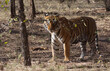 A male wild royal bengal tiger in the jungles of North India