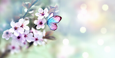 Wall Mural - flowering branches and petals on a blurred background and butterfly.