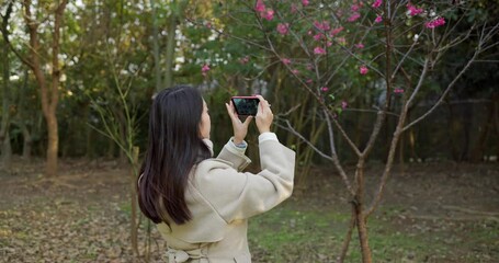 Poster - Woman take photo on cherry flower tree