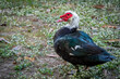 Animal themes: Muscovy Ducks or Pato criollo on the grass.